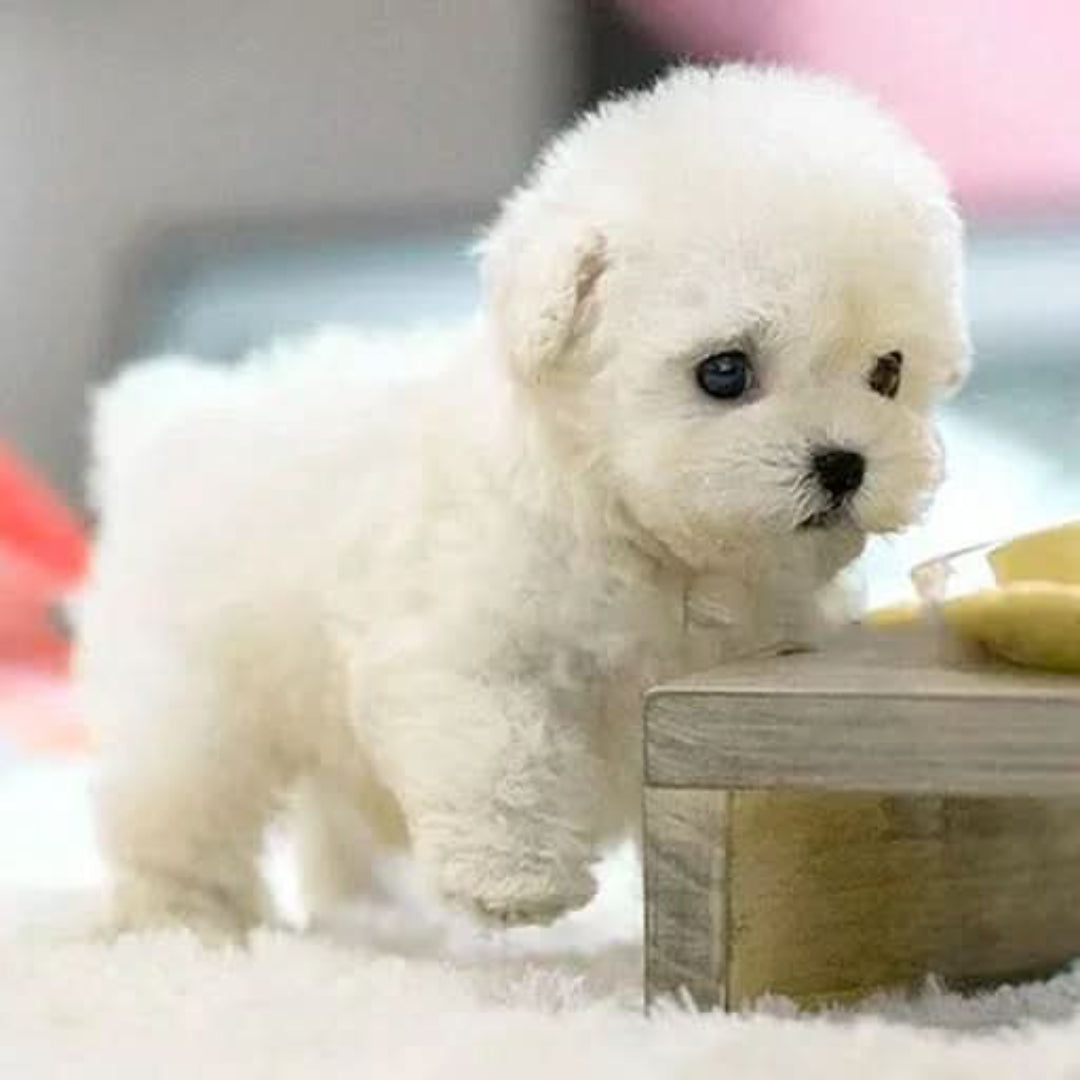 Interactive Plush Toy Dog – Moving Stuffed Animal
