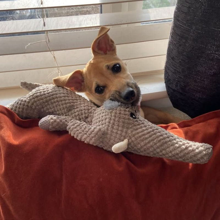 Durable Chew Toy for Dogs of All Sizes – Indestructible Design